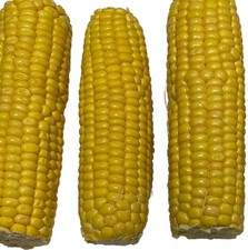 FRESH CORN ON CORB  -  From Senegal, Africa. 4 Single Corn For £10.