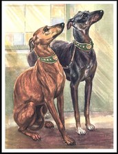WHIPPET TWO DOGS LOVELY