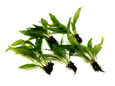 5x Java Fern "Small" Live