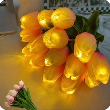 Radiant Romantic Tulip