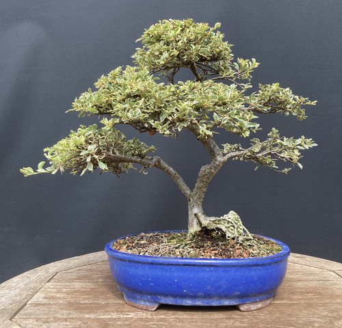 Cotoneaster horizontalis - cotoneaster,