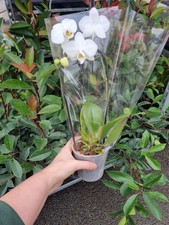 Orchid On Loop Houseplant Christmas Gift House Warming Birthday Flower