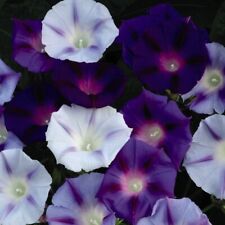 Morning Glory 'Hazelwood Blues' x1 Packet (Approx. 35 Seeds) by T&M