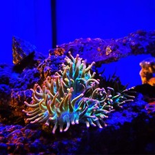 Rose Bubble tip Anemone