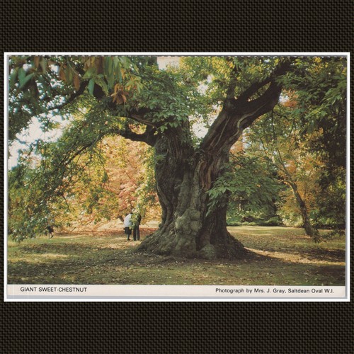 Giant sweet chestnut tree - giant, sweet-chestnut