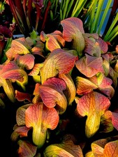 Sarracenia norman parker - sarracenia, x