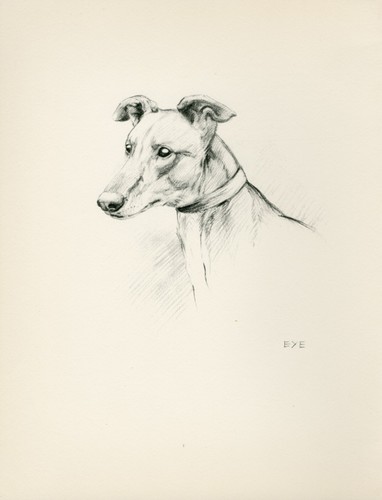 Greyhound head study vintage - head,