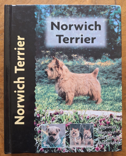 Norwich terrier - norwich,