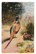 GEORGE RANKIN CHINESE PHEASANT
