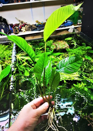 Anubias heterophylla large - heterophylla, x1
