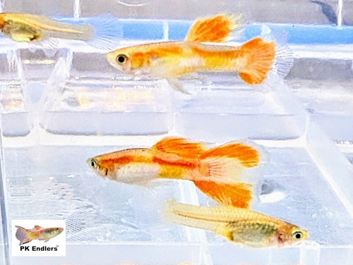 Rare endlers arctic - endlers,