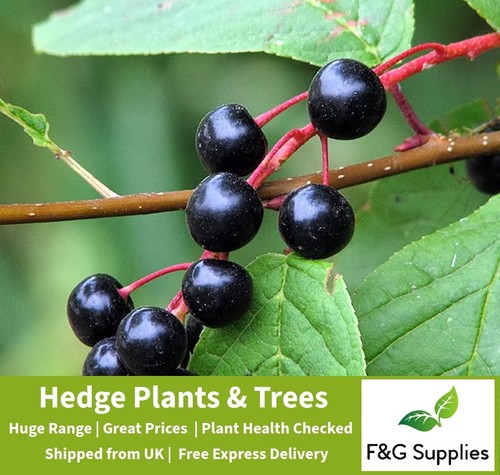 Bird cherry prunus padus - bird,
