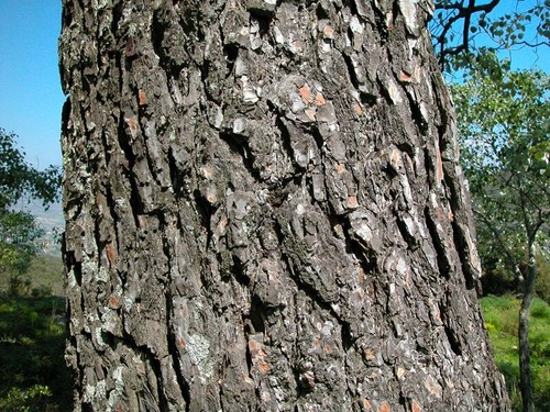 Pinus halepensis aleppo pine - pinus,