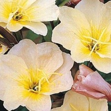 3 x PLUG PLANTS OENOTHERA (Evening Primrose) LEMON SUNSET