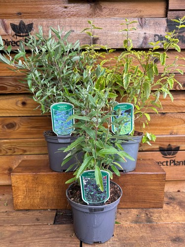 Mixed large caryopteris - large,