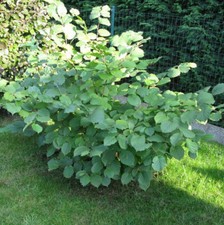 Hazel Kent Cob Tree Corylus