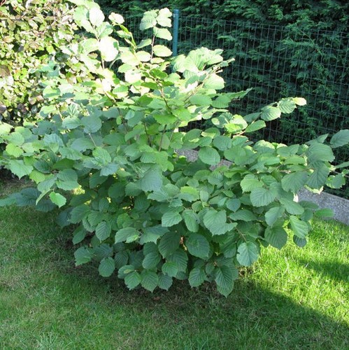 Hazel kent cob - cob, corylus