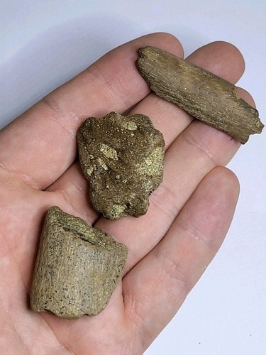 Triceratops fossils - 3,