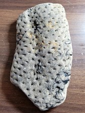 Large piece of Carboniferous fossil plant Lepidodendron tree bark 20cm x  11cm