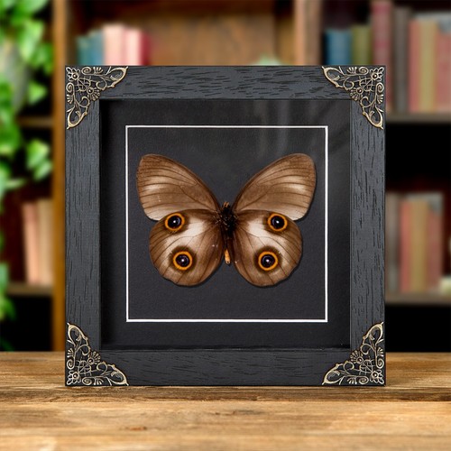 Urania owl butterfly - urania,