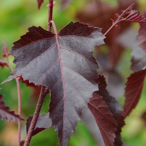 Betula royal frost purple - royal,