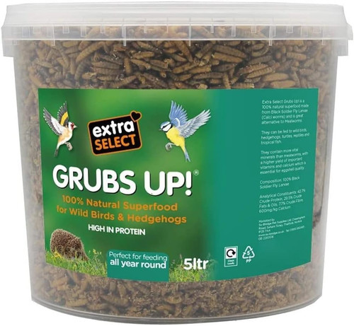Grubs black soldier - -, fly