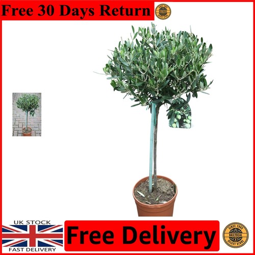 Established olea europaea - olea,