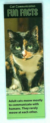 Tortoiseshell calico cat - tortoiseshell,