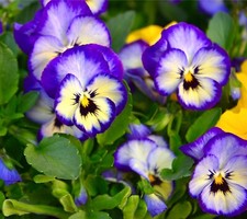 Pansy Winter Frizzle Sizzle Yellow Blue - 30x seeds - Flower