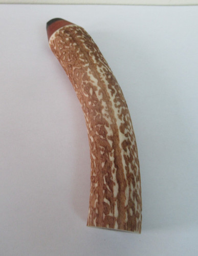 Red deer stag antler - red,