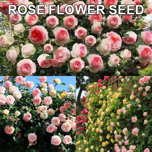 200 climbing rose seeds - 200,