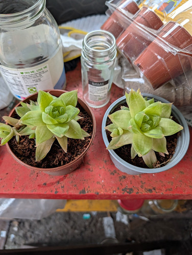 Haworthia live potted green - 2x,