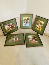 Cool collection of vintage English cocker spaniel in vintage frames