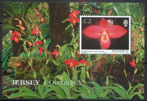 Jersey 2004 orchids - jersey, 5th