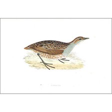 BIRDS Land Rail - Hand Coloured - Antique Print 1903 by Rev FO Morris