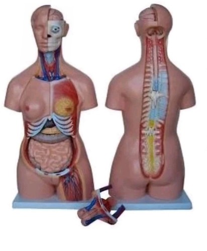 Anatomical unisex human torso - anatomical,