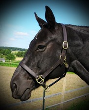  HERITAGE English HEADCOLLAR