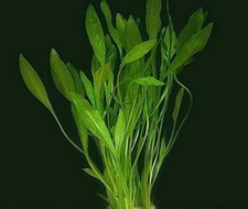 5 x Dwarf AMAZON SWORD - Live