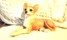 chihuahua  Pretty ❤️