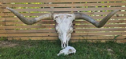 Massive highland bull skull
