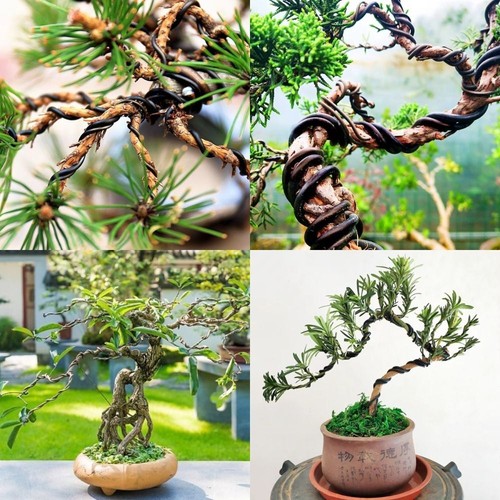 5 3mm bonsai - 1/1.5/2/2.5/3mm,
