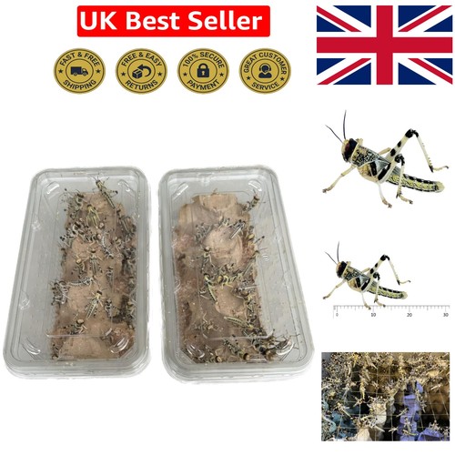Live medium locusts mega - live,