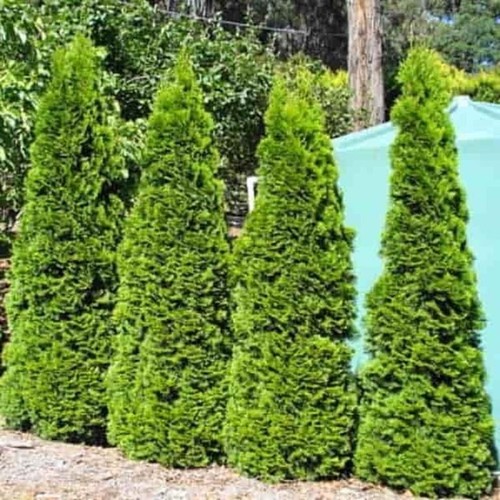 Thuja smaragd large ornamental - smaragd,