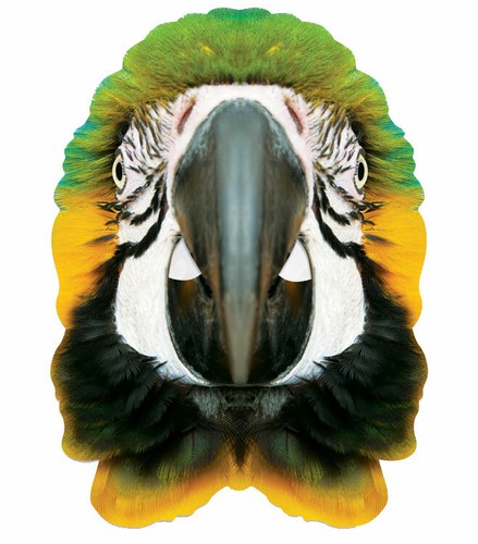 Parrot animal single - animal,