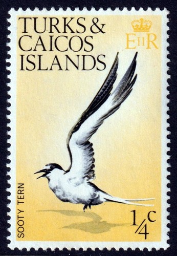 Sooty tern seabird mnh stamp - sooty,