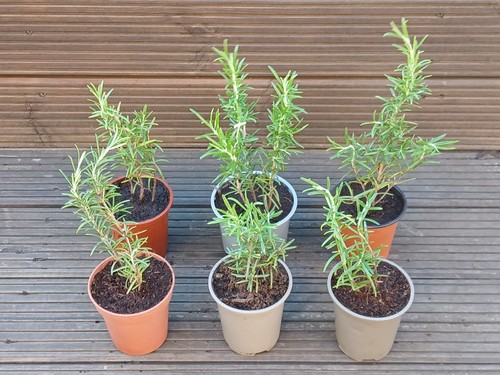 Rosemary plants pack - plants,