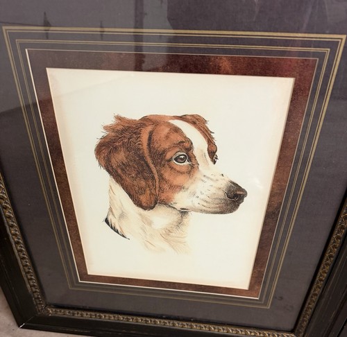 Danchin brittany spaniel - danchin,