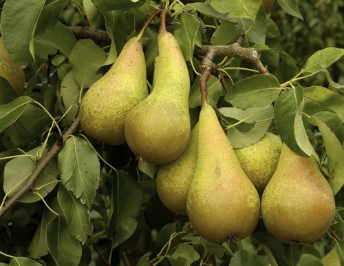 Pear conference fruit tree - fruit,