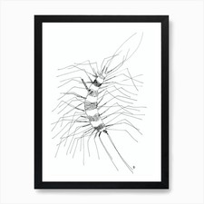 Minimalist Scolopendra white black  Framed Wall Art Poster Canvas Print Picture