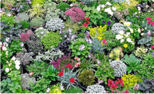 Alpine rockery plant plants - rockery,